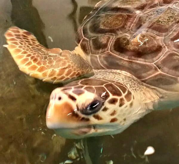 Turtle watching aboard Bay View Charters on St. George Island