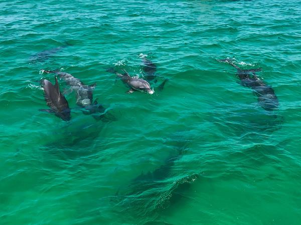 St. Andrews Bay Charters  Tours