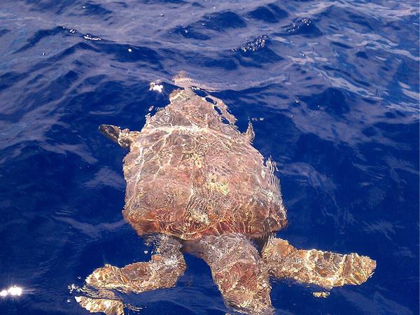 St. Andrews Bay Charters  Tours