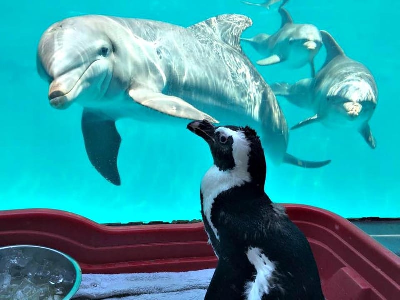 58390 Gulfworlddolphinsintankandpenguinwatching