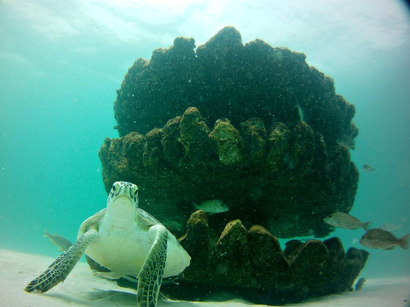 58940 Navarrebeachmarinesanctuaryturtleandfisharoundreefformation