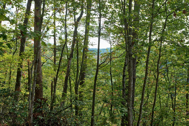 View through the trees at Birds Eye View, a 2bedroom cabin rental located in Gatlinburg